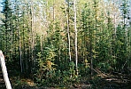 the NW corner of my little alaska kingdom!